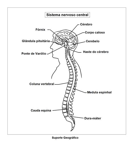 sistema nervoso desenho
